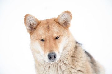 sad dog look in winter not against white background