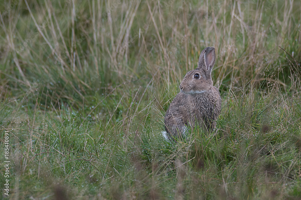 Aufkleber a wild rabbit hides in the grass looking alert and keeping a watch out for predators