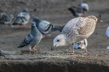 confused pigeon