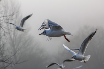 Fototapeta premium gull flying 1
