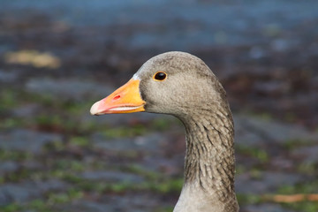 greylag 3