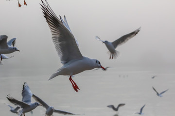 flying gulls