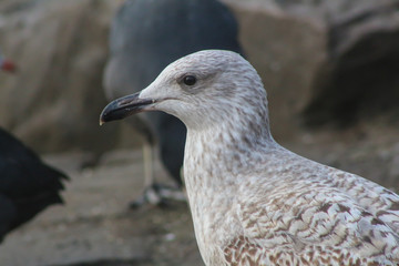 gull