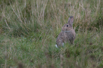A wild rabbit hides in the grass looking alert and keeping a watch out for predators