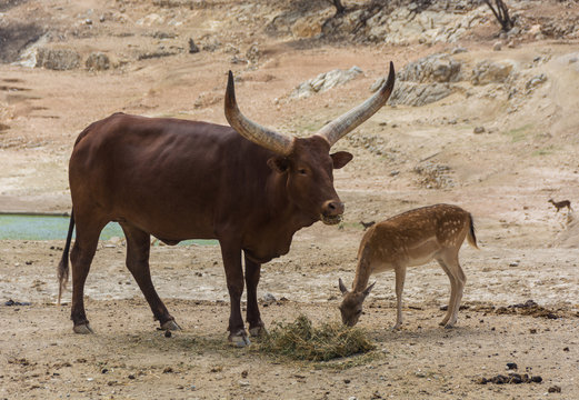 Ankole-Watusi Bos Taurus and fallow deer Dama Dama grazing together