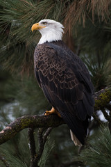 Obraz premium Bald Eagle at Higgen's Point