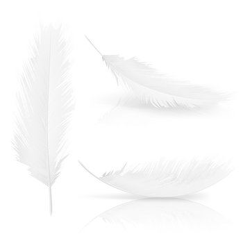 Realistic 3d white bird feathers set. Symbol of lightness, innocence, hope and heaven. Various Angel or bird detailed feathers collection. Vector isolated illustration on a white background.
