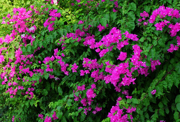 Plant with beautiful flowers outdoors