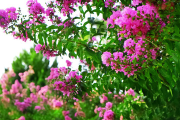 Beautiful blooming tree outdoors