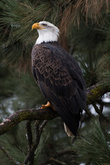 Bald Eagle at Higgen's Point