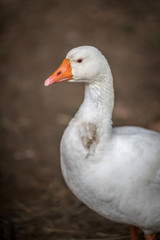 Fototapeta na wymiar Portrait of a Goose Using very shallow Depth of Field