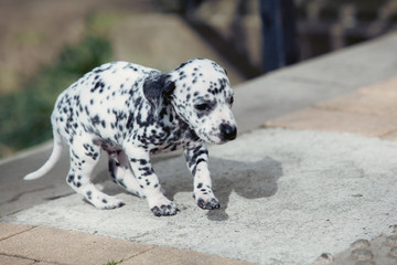 Dalmatian puppy. portrait of dalmatian puppy