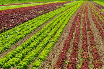 vegetable cultivation farm. cultivation of green salad