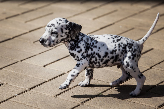 Dalmatian puppy. portrait of dalmatian puppy