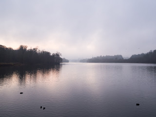 Obraz na płótnie Canvas Monochromatic Lake on Misty Morning with Distant Swans in Flight