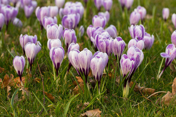 crocus flowers in a park