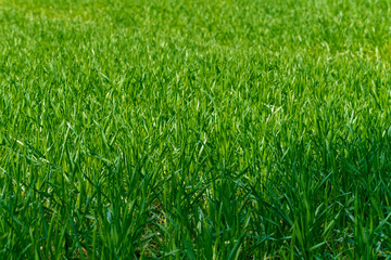 Green grass texture from a field