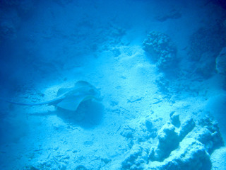 Fototapeta na wymiar Underwater coral reef on the Red sea. Sinai peninsula, Egypt 