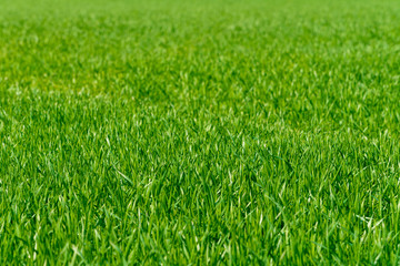 Background of a green grass. Green grass texture