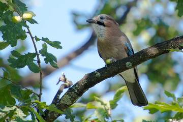 Eurasian Jay in Sweden
