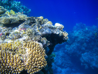 Naklejka na ściany i meble Underwater coral reef on the Red sea. Sinai peninsula, Egypt 