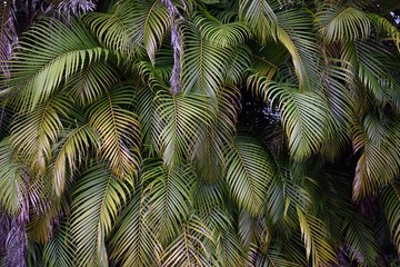 Background of tropical palm fronds, lush wall of exotic shapes and textures