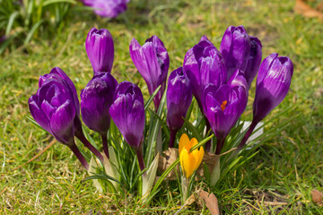 crocus flowers in a park