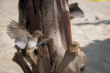 Sparrows of Cape Verde