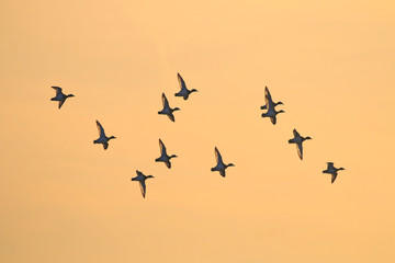 Teal flying by at sunrise