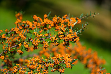 Orange Berries. Pyracantha