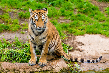 beautiful  tiger. Panthera tigris