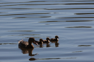 Mallard ducks on the water, Anas platyrhynchos