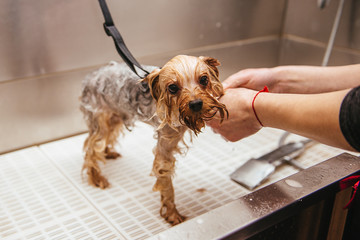 dog wash before shearing