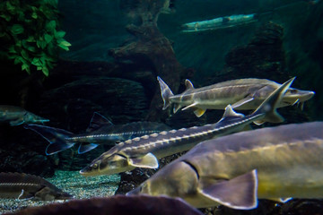 A sturgeon in the sea. Sea sturgeons in aquarium