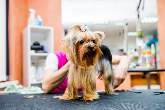 Hairdresser mows Yorkshire Terrier fur on the ear with a trimmer