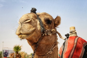 Camel close-up