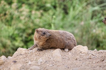 Rock Hyrax in En Gedi, Israel