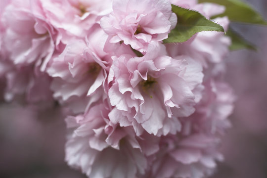 Closeup of Pink Cherry Blossoms
