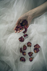 A female hand over tulle background dropping withered red rose petals