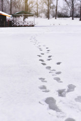 the receding footprints in the snow