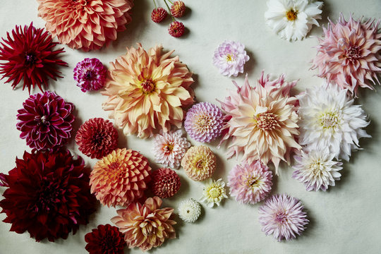 Close-up of colorful flowers on white background
