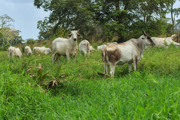 Fototapeta na wymiar cows in Venezuela