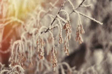 Hoarfrost on leaves and twig.