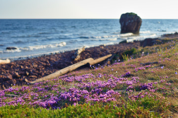The sunny summer evening at the White sea seashore with flowers in the foreground and the rock in the background. Soft selective focus.  Cape Korabl (The Ship), Kola Peninsula, Russia. - 185414449