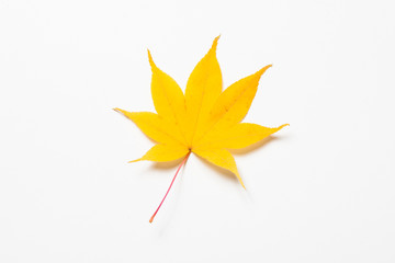 Maple leaf on a white background