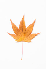 Maple leaf on a white background