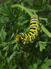 Swallowtail caterpillar eating carrot leaves