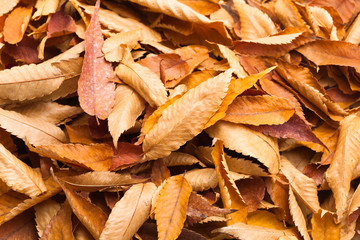 Filemot on a white background of in autumn
