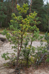small pine trees
