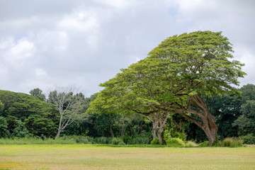 Large monkeypod tree, Albizia saman, in Hawaii